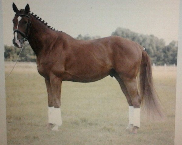 Pferd Romanow 71 (Hannoveraner, 2007, von Royal Blend)