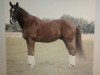 horse Romanow 71 (Hanoverian, 2007, from Royal Blend)