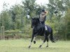 dressage horse Donau Boy (Trakehner, 1999, from Caprimond)