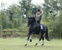 dressage horse Donau Boy (Trakehner, 1999, from Caprimond)