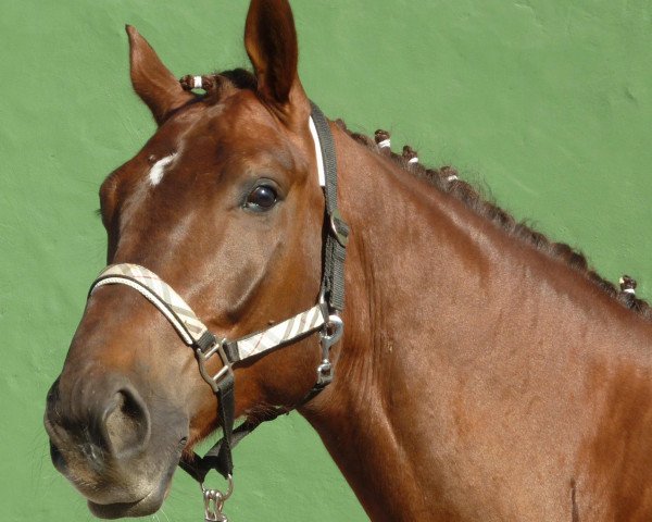 dressage horse Rosenstolz (Hanoverian, 2007, from Rascalino)