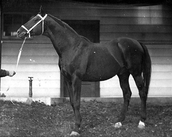 horse North Star xx (Thoroughbred, 1914, from Sunstar xx)