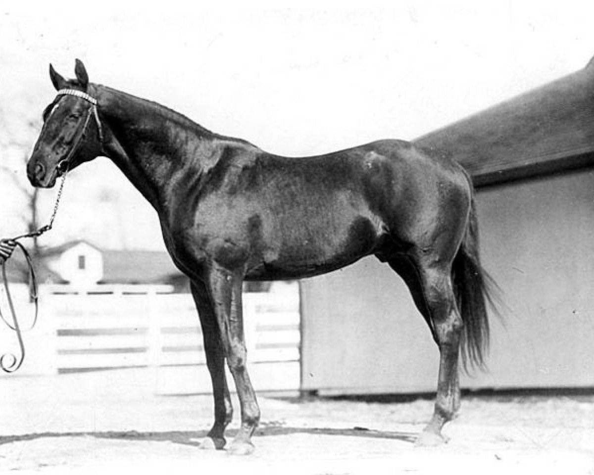 stallion Bubbling Over xx (Thoroughbred, 1923, from North Star xx)