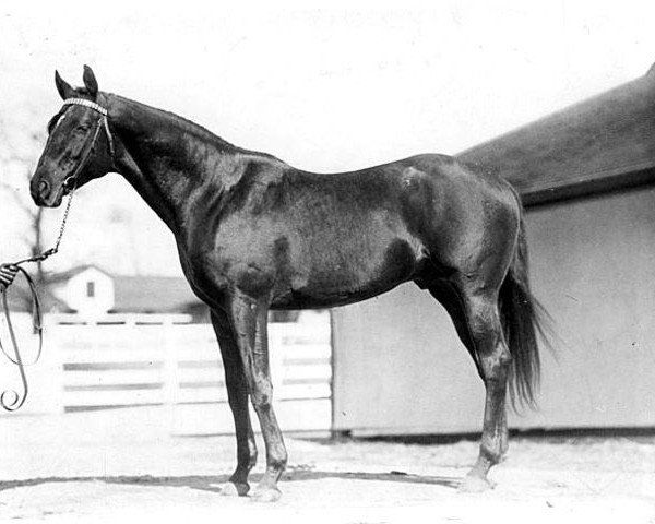 stallion Bubbling Over xx (Thoroughbred, 1923, from North Star xx)