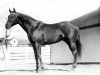 stallion Bubbling Over xx (Thoroughbred, 1923, from North Star xx)