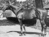 stallion Intent xx (Thoroughbred, 1948, from War Relic xx)