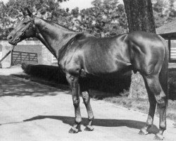 stallion Intent xx (Thoroughbred, 1948, from War Relic xx)