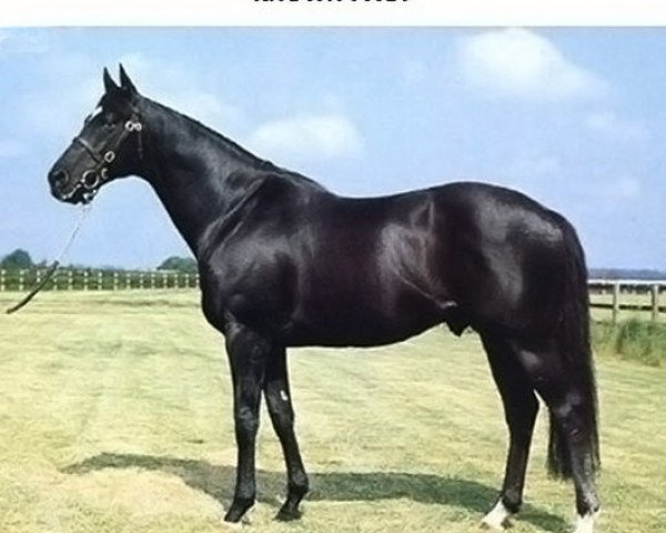 stallion Known Fact xx (Thoroughbred, 1977, from In Reality xx)