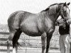 broodmare Sheba Little xx (Thoroughbred, 1984, from Known Fact xx)