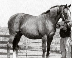 broodmare Sheba Little xx (Thoroughbred, 1984, from Known Fact xx)