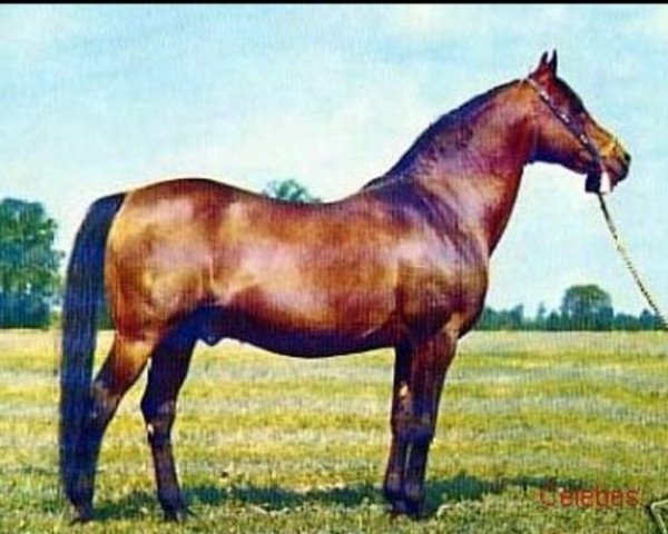 stallion Celebes 1949 ox (Arabian thoroughbred, 1949, from Witraz 1938 ox)