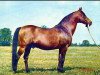 stallion Celebes 1949 ox (Arabian thoroughbred, 1949, from Witraz 1938 ox)