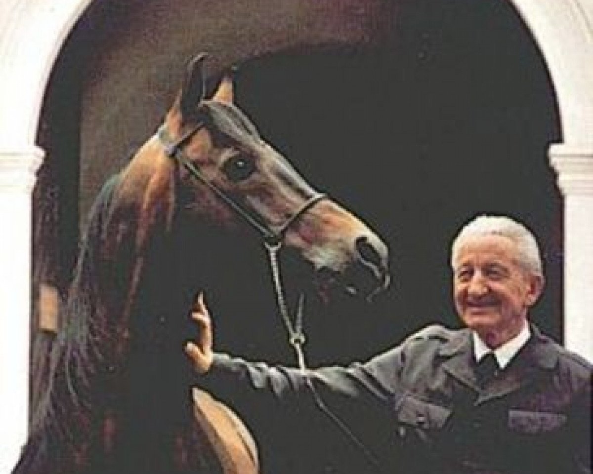 stallion Aloes ox (Arabian purebred, 1973, from Celebes 1949 ox)