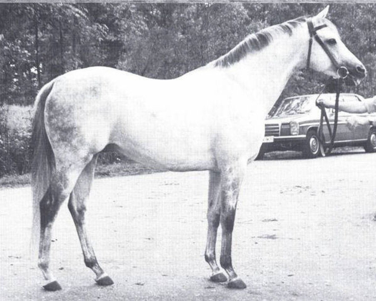 Deckhengst Polacca xx (Englisches Vollblut, 1967, von Abernant xx)