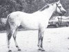horse Polacca xx (Thoroughbred, 1967, from Abernant xx)