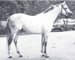 stallion Polacca xx (Thoroughbred, 1967, from Abernant xx)