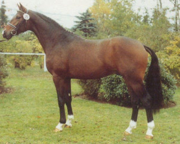 stallion Buenos Aires (Hanoverian, 1988, from Bolero)