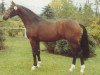 stallion Buenos Aires (Hanoverian, 1988, from Bolero)