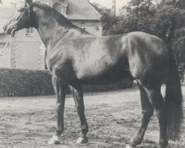stallion Novize (Hanoverian, 1973, from Novum xx)