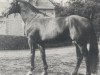 stallion Novize (Hanoverian, 1973, from Novum xx)