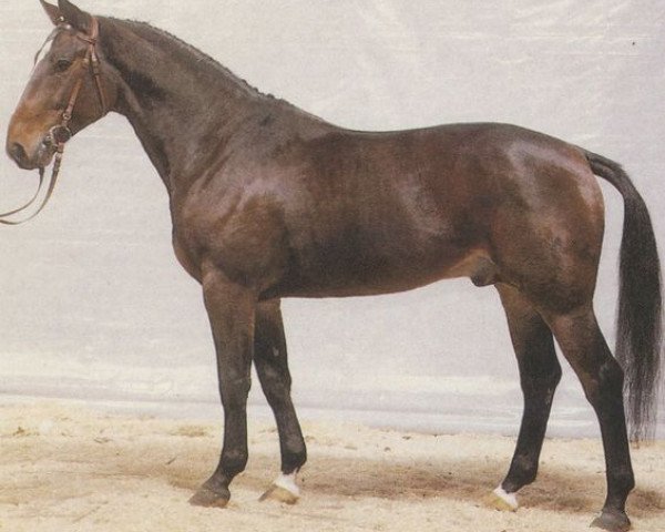 stallion Whitaker (Hanoverian, 1983, from Weingau)