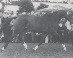 broodmare Winny (Hanoverian, 1976, from Wedekind)