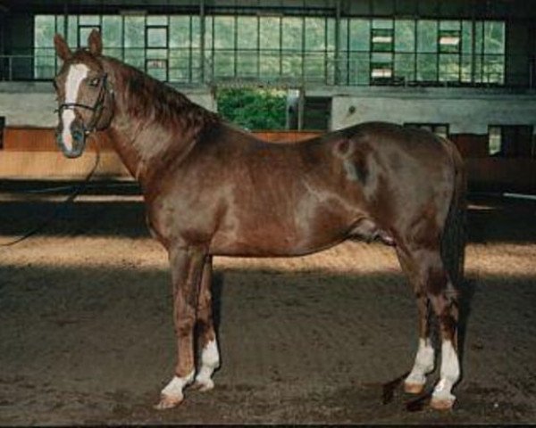 stallion Taarlo (KWPN (Royal Dutch Sporthorse), 1977, from Rigoletto)