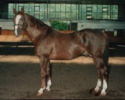 stallion Taarlo (KWPN (Royal Dutch Sporthorse), 1977, from Rigoletto)