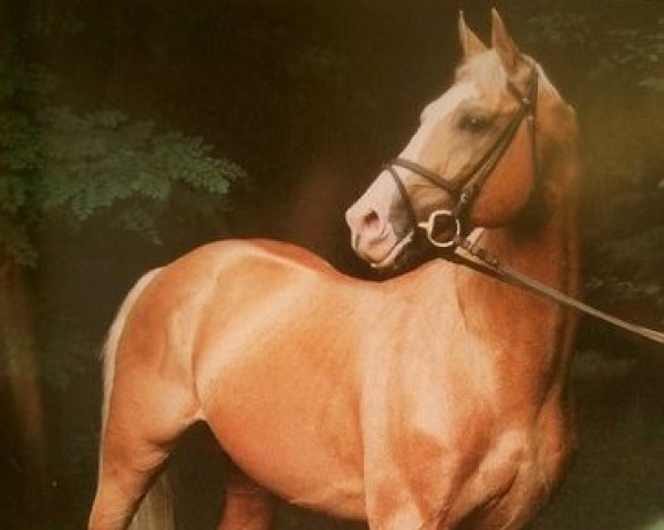 stallion Taarlo Kubista (Czech Warmblood, 1991, from Taarlo)