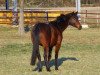 dressage horse Saliendo (Trakehner, 2005, from Cadeau)