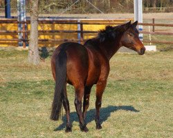 dressage horse Saliendo (Trakehner, 2005, from Cadeau)