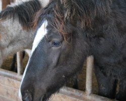 Pferd Smaragd (Connemara-Pony, 2012, von Crystal Cool Spirit)