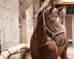 broodmare Hochadels Harmony (Hanoverian, 2006, from Hochadel)