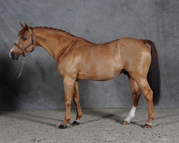 stallion Bayard d'Elle (Selle Français, 1989, from Double Espoir)
