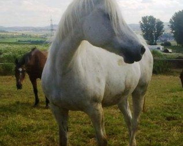 Pferd Ringo (Deutsches Reitpferd, 2000, von Sunrise Ramon)