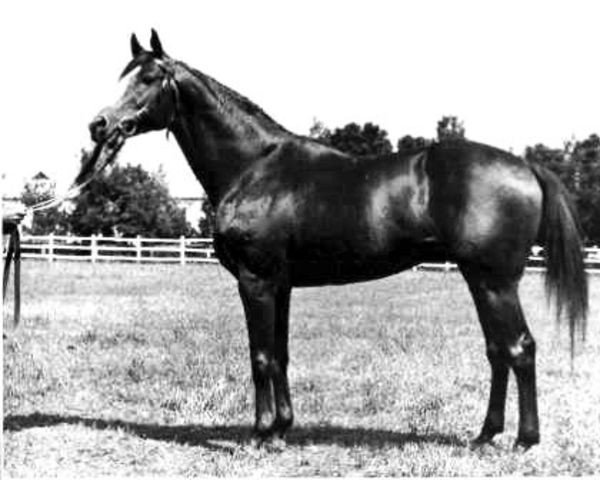 stallion Gist xx (Thoroughbred, 1951, from Gibrid xx)