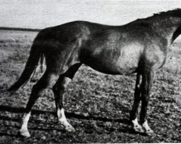 broodmare Priprava (Russian Trakehner, 1973, from Pomeranets 1952 ox)