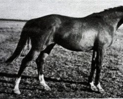 Zuchtstute Priprava (Russisch Trakehner, 1973, von Pomeranets 1952 ox)