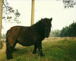 broodmare Chocolate of Heatherway (Dt.Part-bred Shetland pony, 1995, from Sammy)