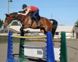 broodmare Donna (Hanoverian, 1994, from Dartmoor)