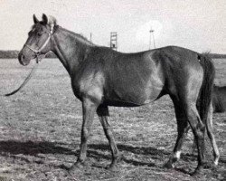 Zuchtstute Tropa (Russisch Trakehner, 1966, von Pomeranets 1952 ox)