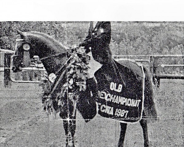 stallion Nagget (German Riding Pony, 1981, from Nantano)