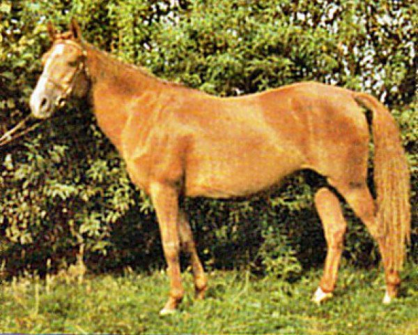 broodmare Nova (German Riding Pony, 1973, from Nazim x)