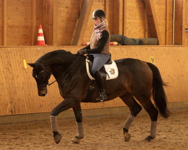 dressage horse Hercooles (Hanoverian, 2005, from Hofrat)