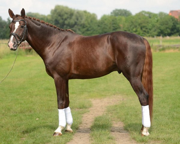 dressage horse Sarafin (Hanoverian, 2007, from Santino)