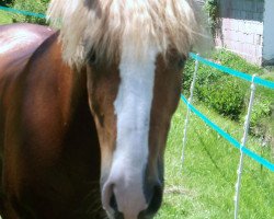 dressage horse Navajo 111 (Haflinger, 1994, from Nachtmann)