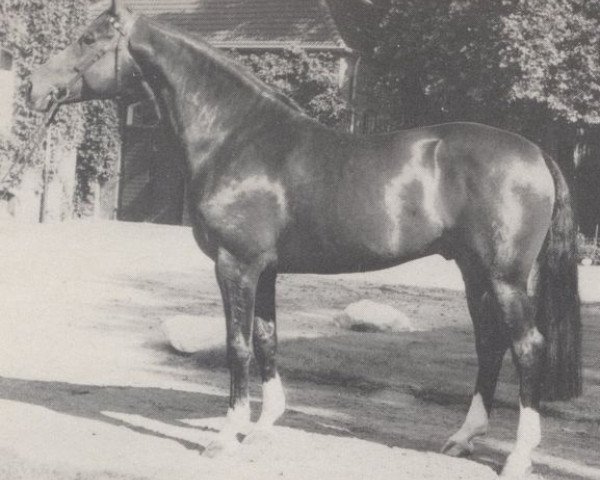 stallion Affekt (Hanoverian, 1977, from Aktuell)