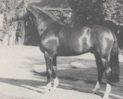 stallion Affekt (Hanoverian, 1977, from Aktuell)