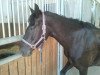 broodmare Sterni (German Riding Pony, 2002)