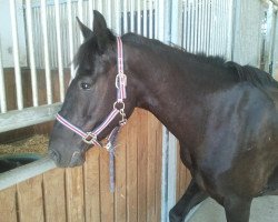 broodmare Sterni (German Riding Pony, 2002)